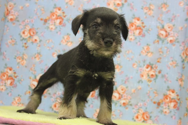 お久しぶりの入舎です！M・シュナウザーくん♂