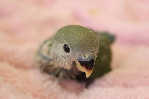 コザクラインコ(ホワイトフェイス)ヒナちゃんやって来ました♪
