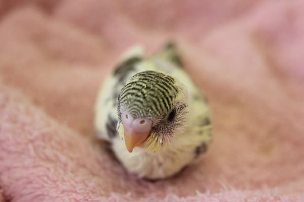 とってもキレイ！4色ハルクインちゃん