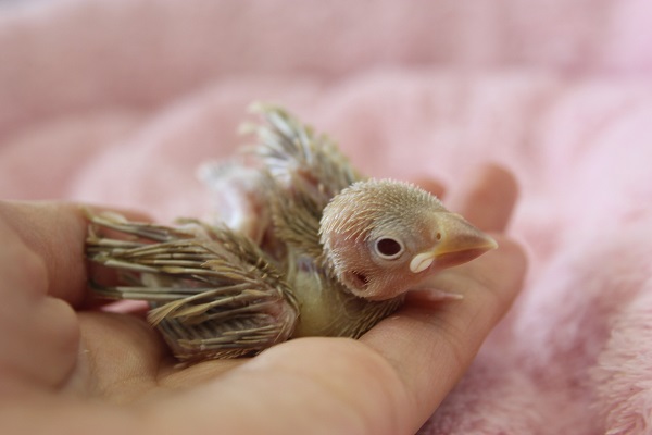 ８月下旬生まれ　シナモン文鳥さんやって来ました！