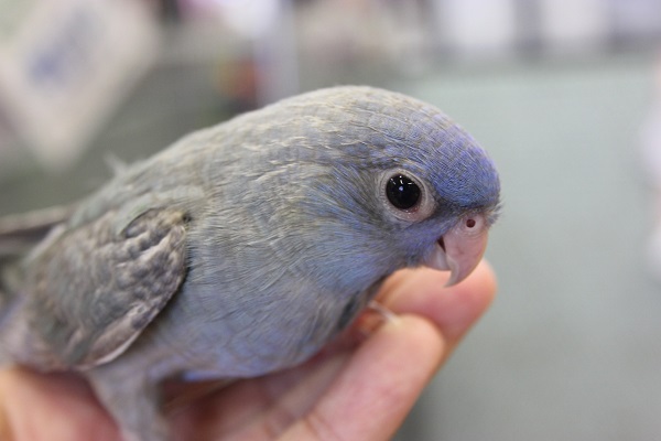 お迎えするなら「今でしょ！」　サザナミインコ　スパングルさん