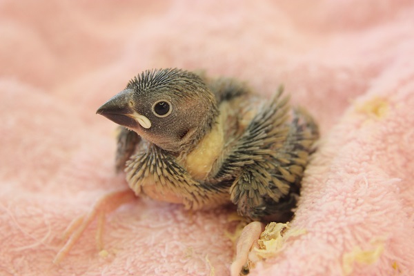 桜文鳥のヒナちゃんがやって来ました！
