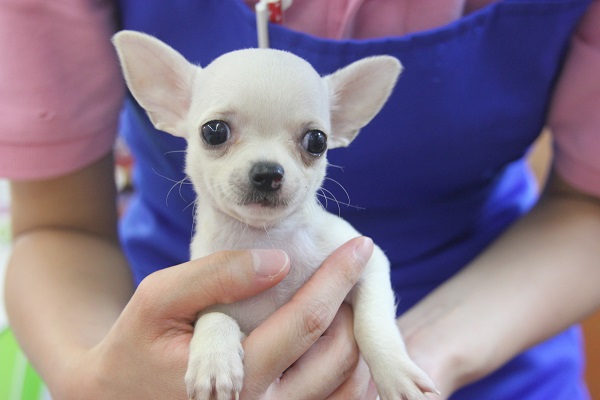極小!スムースチワワちゃん♀入舎です！