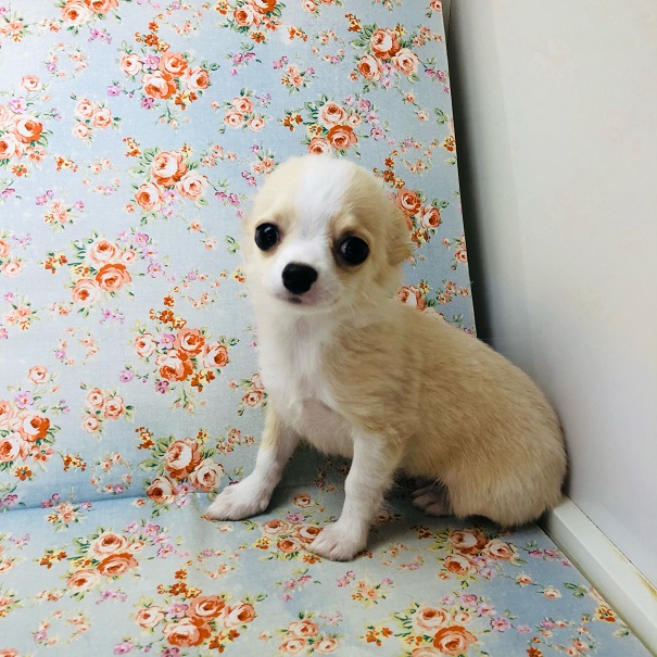 めちゃかわ💛チワワくんの最新画像更新💛