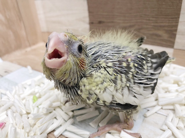 人気のオカメインコヒナ(パール)来ましたぁ〜♪
