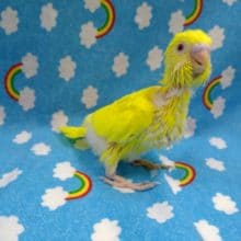 真っ黄色のセキセイインコのヒナ来ました