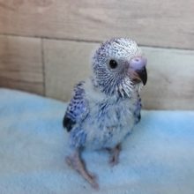 人気上昇！！セキセイインコ（オパーリン）～～