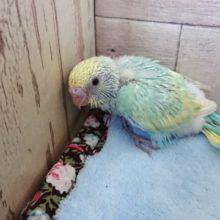 逃げ足（？？）が早いようで。セキセイインコです！