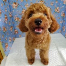 優しくてかまちょなプードル♪