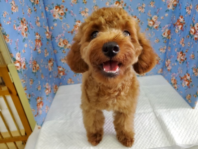 優しくてかまちょなプードル♪