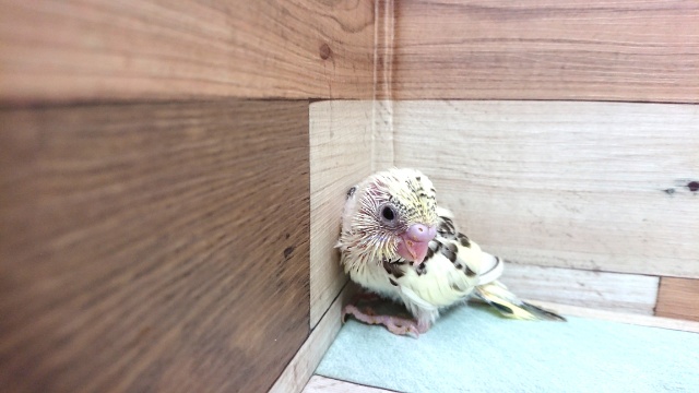 久しぶりの「４色ハルクィン」　セキセイインコでｺﾞｻﾞｲﾏｽ！！