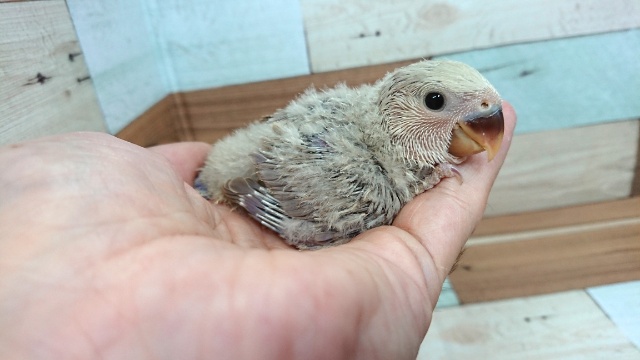ちょっと不思議系です～コザクラインコ（シナモン系ヴァイオレット）