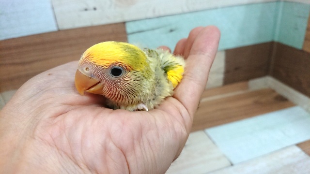 安定の人気ですねぇ～　コザクラインコ（タイガーチェリー）～～