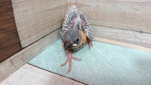 お待ちですよねーー　シルバー文鳥きましたよ！！