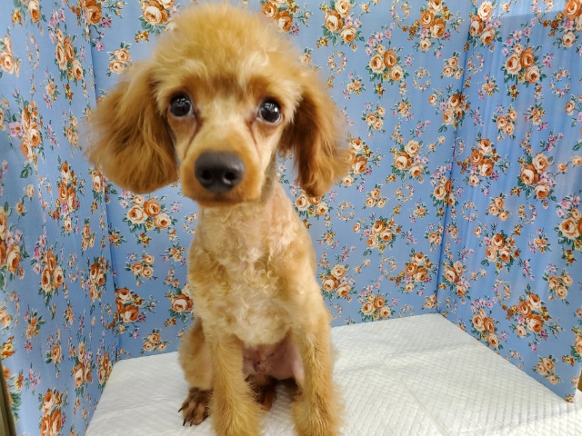 スタイル抜群！トイプードル男の子☆