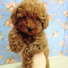 ドキドキ！トイプードル 男の子♪