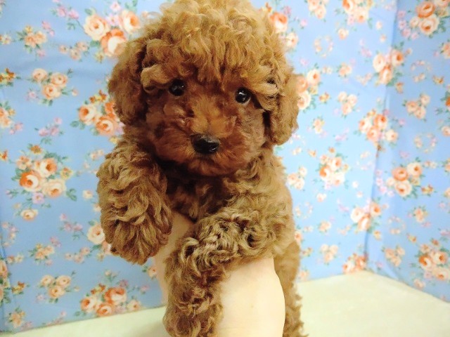 ドキドキ！トイプードル 男の子♪