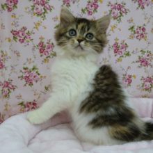 ふわふわスコティッシュフォールド来ました