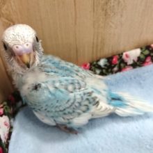 ウロコ模様が綺麗ですっ！セキセイインコ（スパングル）～～