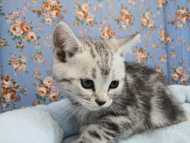 アメリカンショートヘアの男の子♪