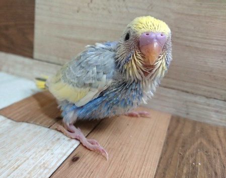 ちょっといいですかぁ？？セキセイインコ（パステルレインボーパイド）～～