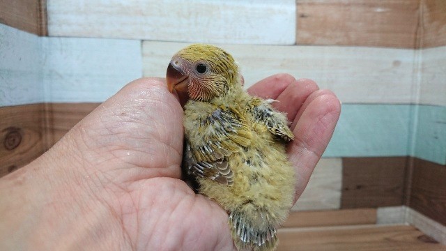 始めましてっ　コザクラインコ（シナモン）でｺﾞｻﾞｲﾏｽーーー