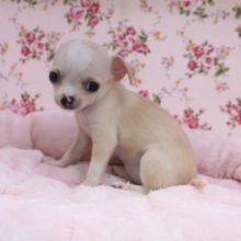 久しぶりのスムチー!! スムースコートチワワの女のコ 2020.9/26撮影