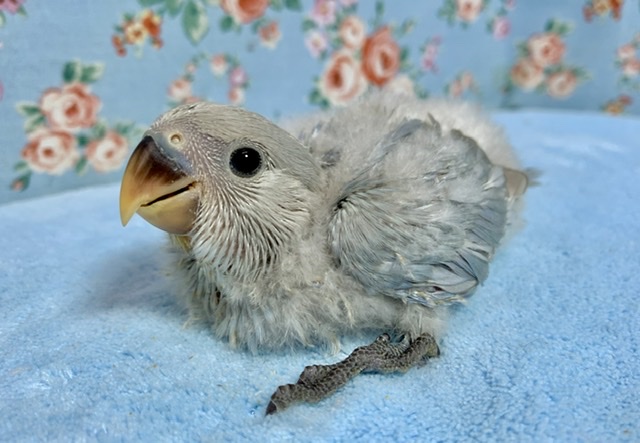手乗りコザクラインコ 色変わり 9月15日