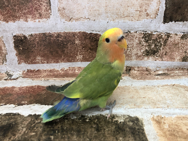 超ホヤホヤ最新画像☆モグって体に寄り添って寝ちゃう！？コザクラインコヒナ(タイガーチェリー)〜！