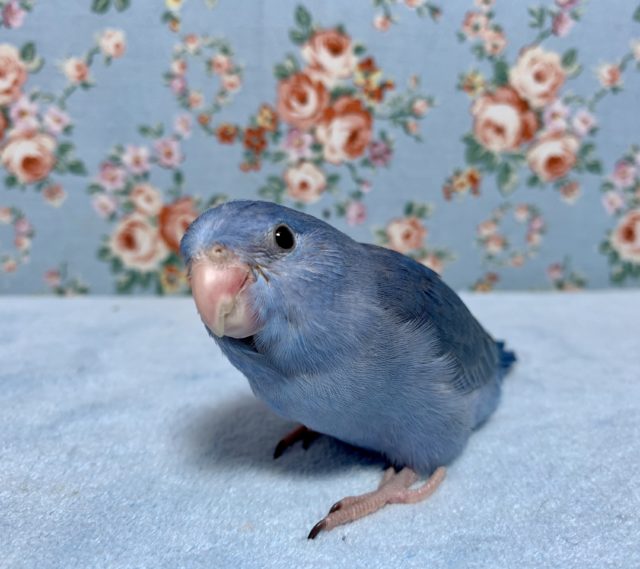 マメルリハ コバルト 女の子 9月23日