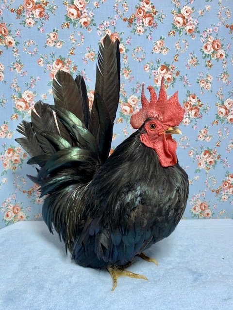 黒チャボ 男の子 9月24日