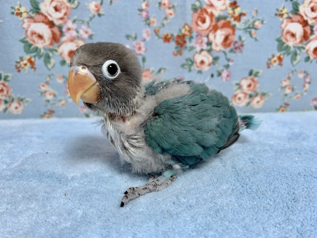 ボタンインコ ブルー ヒナ 9月13日