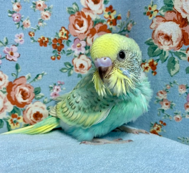 手乗りセキセイインコ レインボー(グリーン系)スパングル 9月21日
