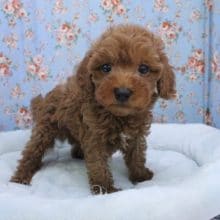 あざと可愛い系男子?! トイプードルの男のコ 2020.9/11撮影