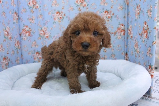 あざと可愛い系男子?! トイプードルの男のコ 2020.9/11撮影