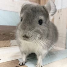 何でそんな可愛いの！？チンチラのバイオレット〜♡