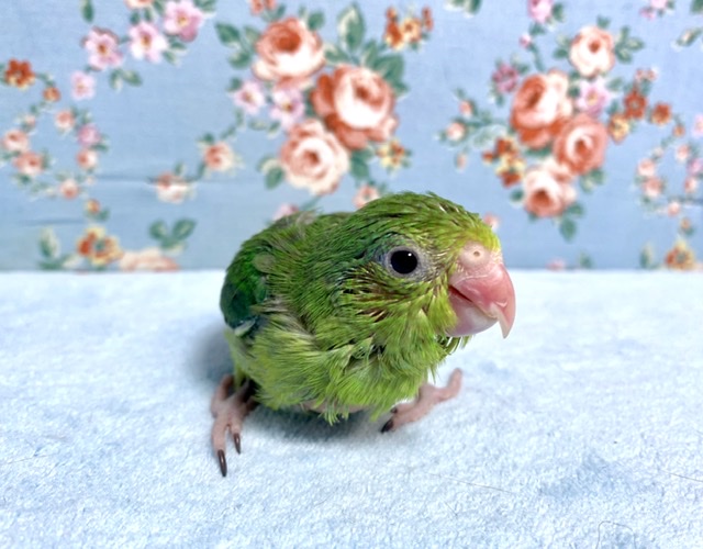 手乗りマメルリハ　ノーマルグリーン　９月２７日