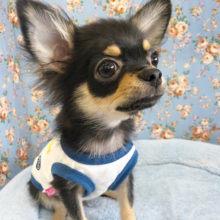 尻尾取れちゃうよ！？チワワくん〜♡