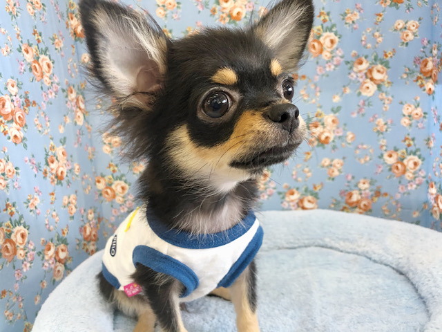 尻尾取れちゃうよ！？チワワくん〜♡