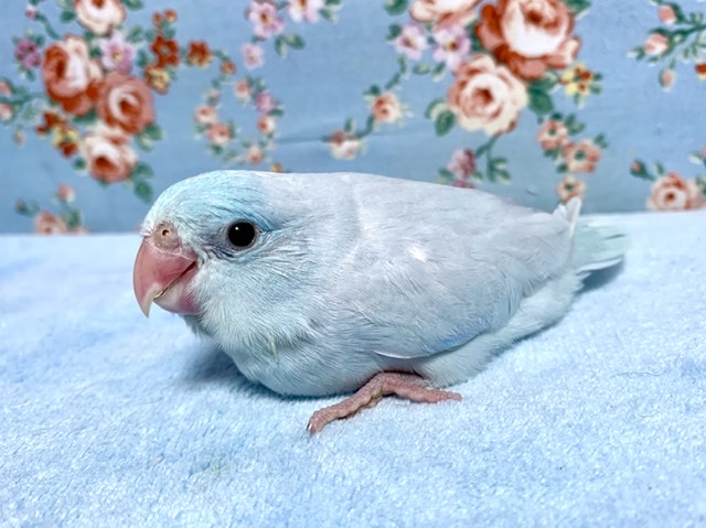 手乗りマメルリハ 男の子 アメリカンホワイト 10月6日