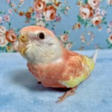 アキクサインコ  ルビノー  9月1日