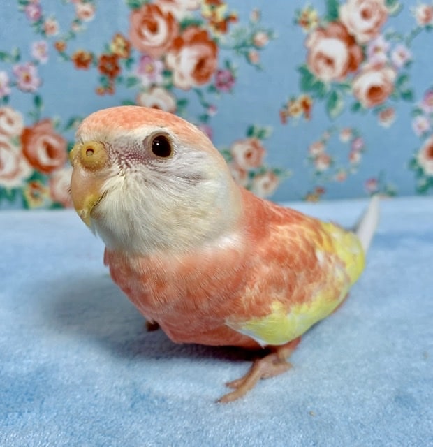 アキクサインコ ルビノー 9月1日