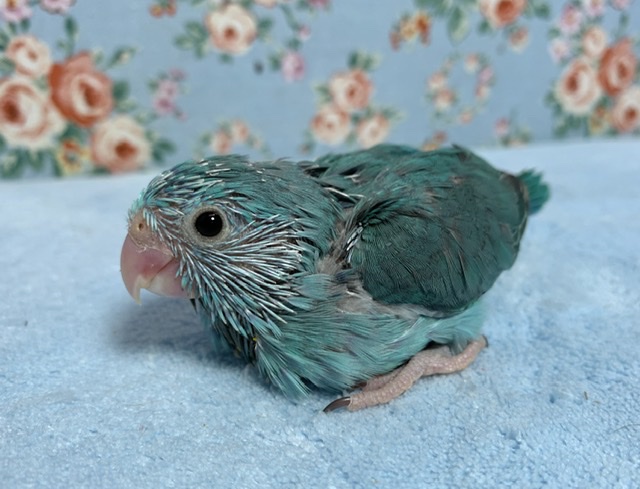 手乗りマメルリハ ブルー(グリーンカラーも混ざってます！) 女の子 9月16日