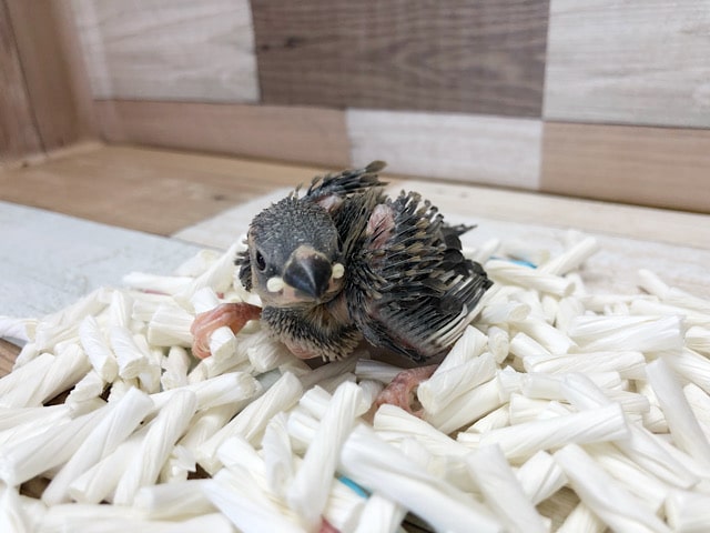 限定一羽だよ☆桜文鳥〜！！