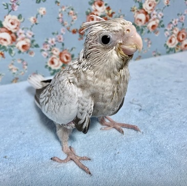 手乗りオカメインコ　ホワイトフェイスシナモンパール　９月２日