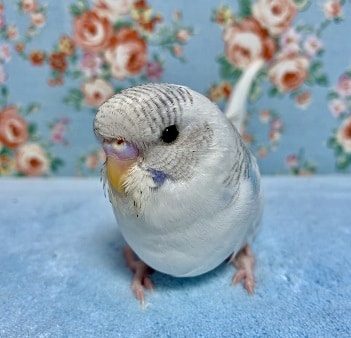 手乗りジャンボセキセイインコ　パイド　９月７日