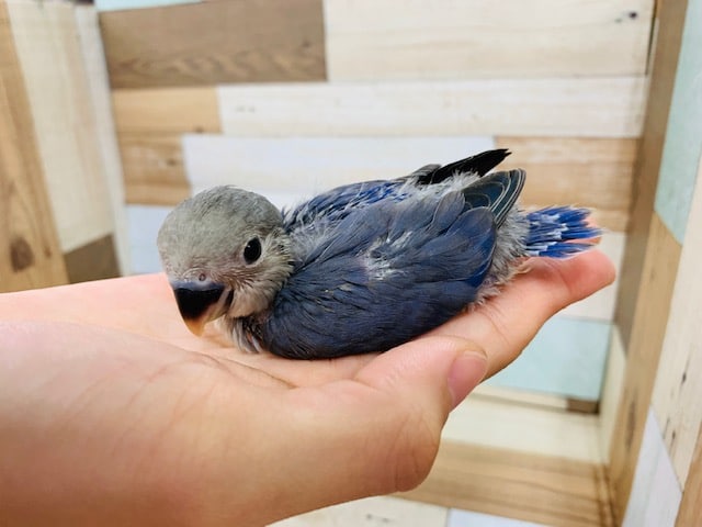 濃い青がステキ☆コザクラインコ(バイオレットファクター)