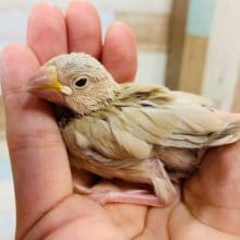 1羽のみ入舎！シナモン文鳥♪