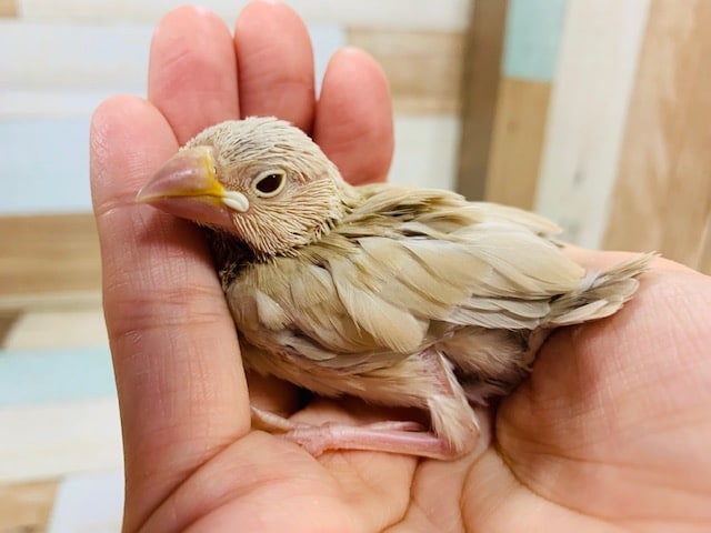 1羽のみ入舎！シナモン文鳥♪