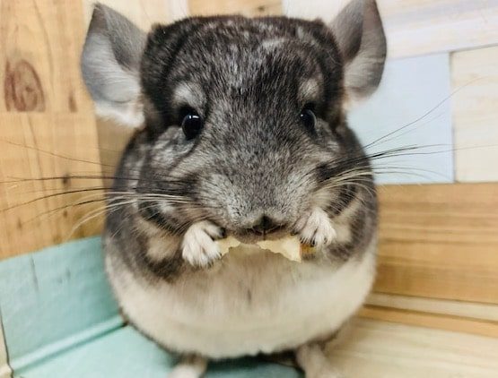 活発の元気印！！チンチラ(ノーマル)くん♪